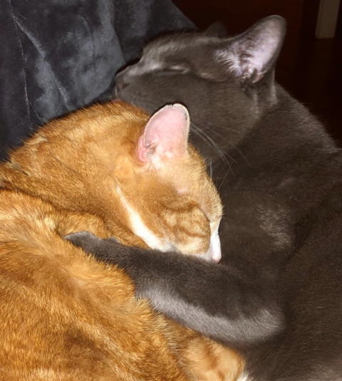 Image of Lura Sanborn's cats snuggling