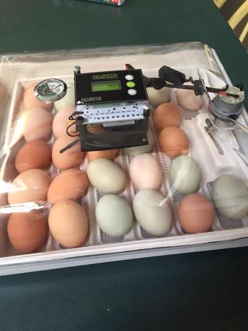 Image of egg incubator
